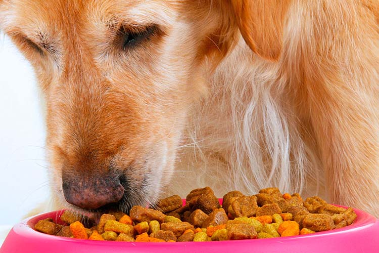 Máquina envasadora de alimentos para mascotas: la guía de compra definitiva