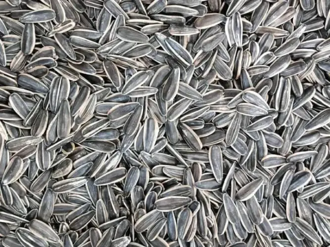 The best way to store sunflower seeds